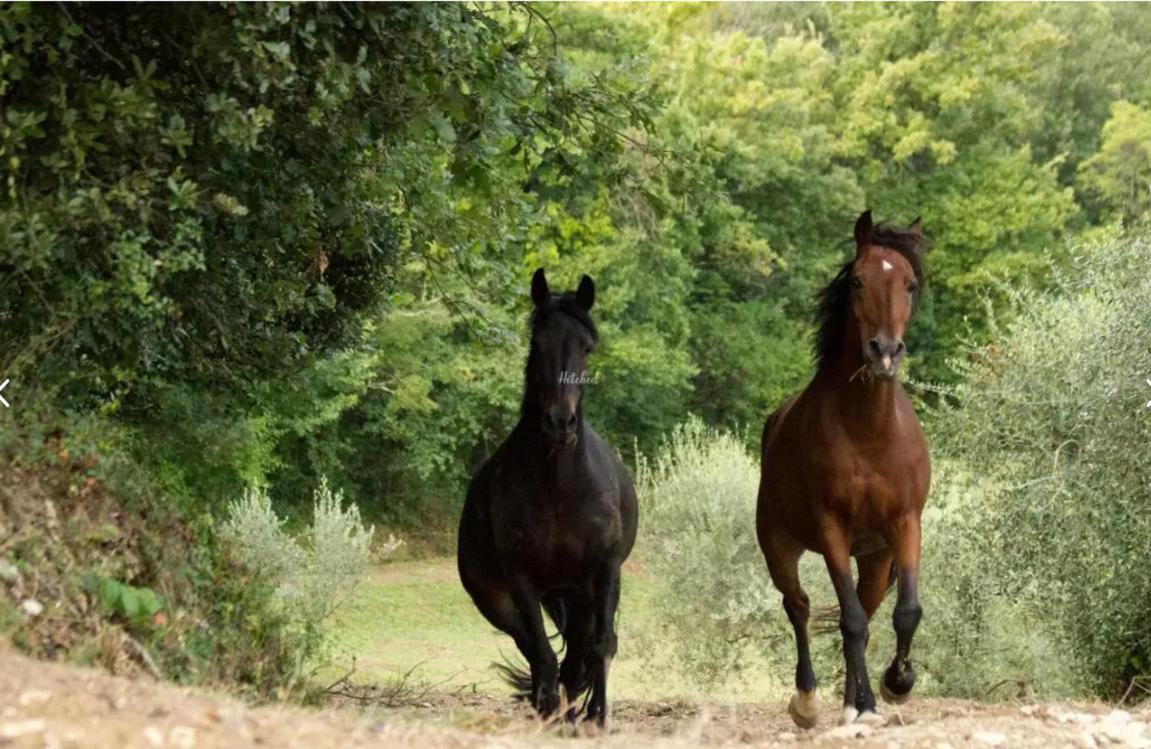 Agriturismo La Fonte Περούτζια Εξωτερικό φωτογραφία